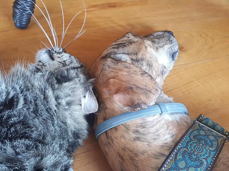 FELICI A CASA DANTE12