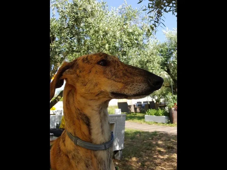 FELICI A CASA DANTE3 1 1