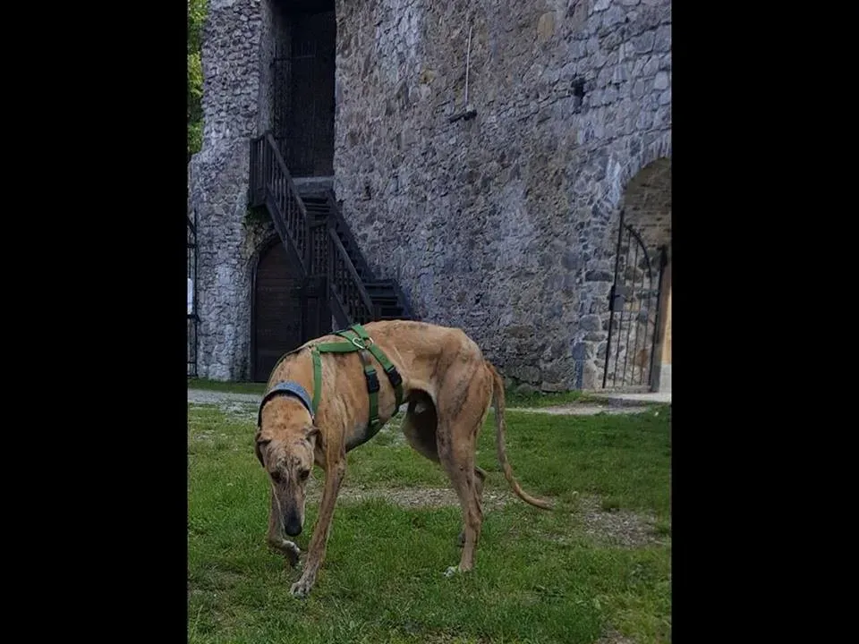 FELICI A CASA DANTE4 1