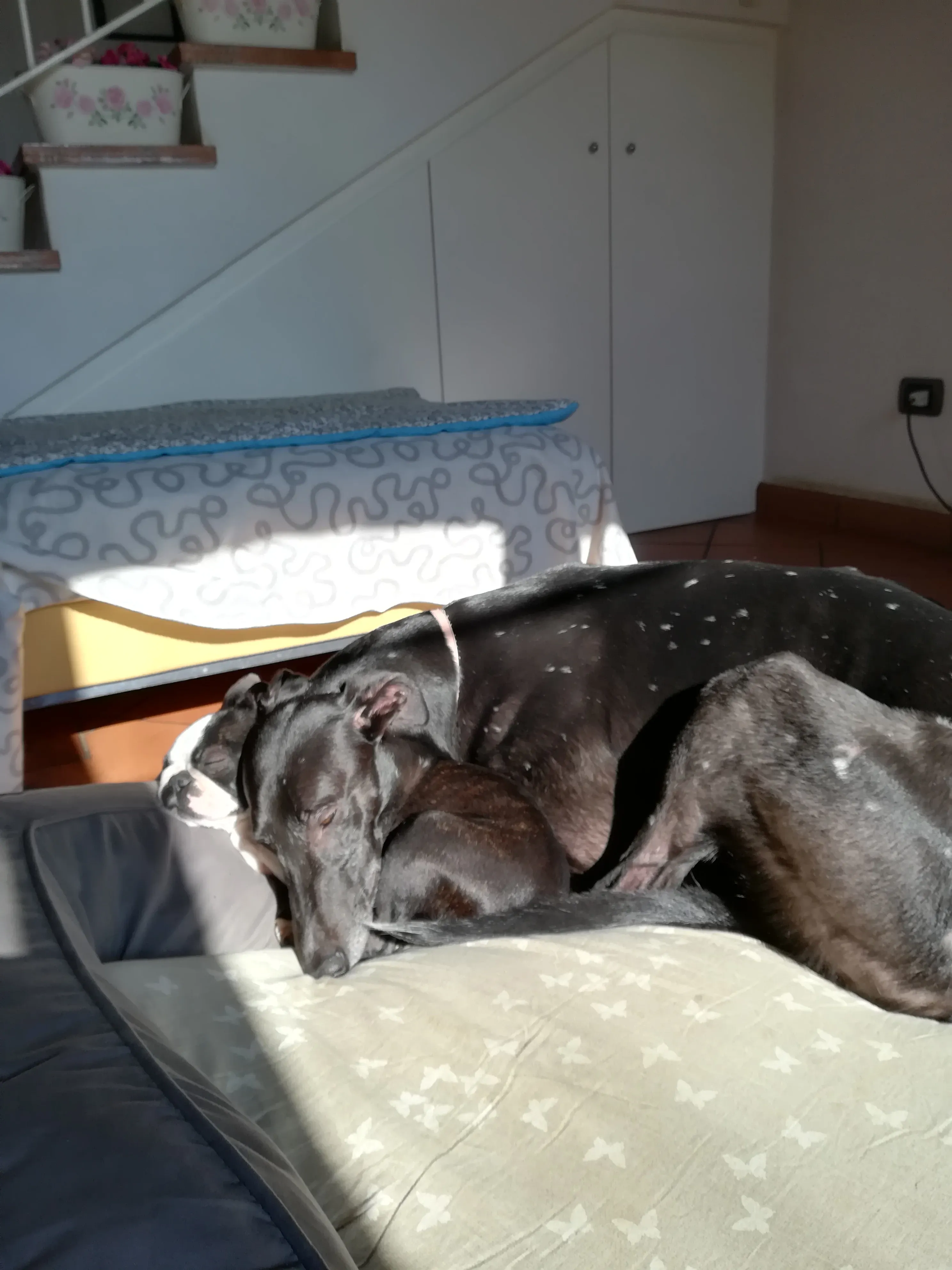 FELICI A CASA DELIA1