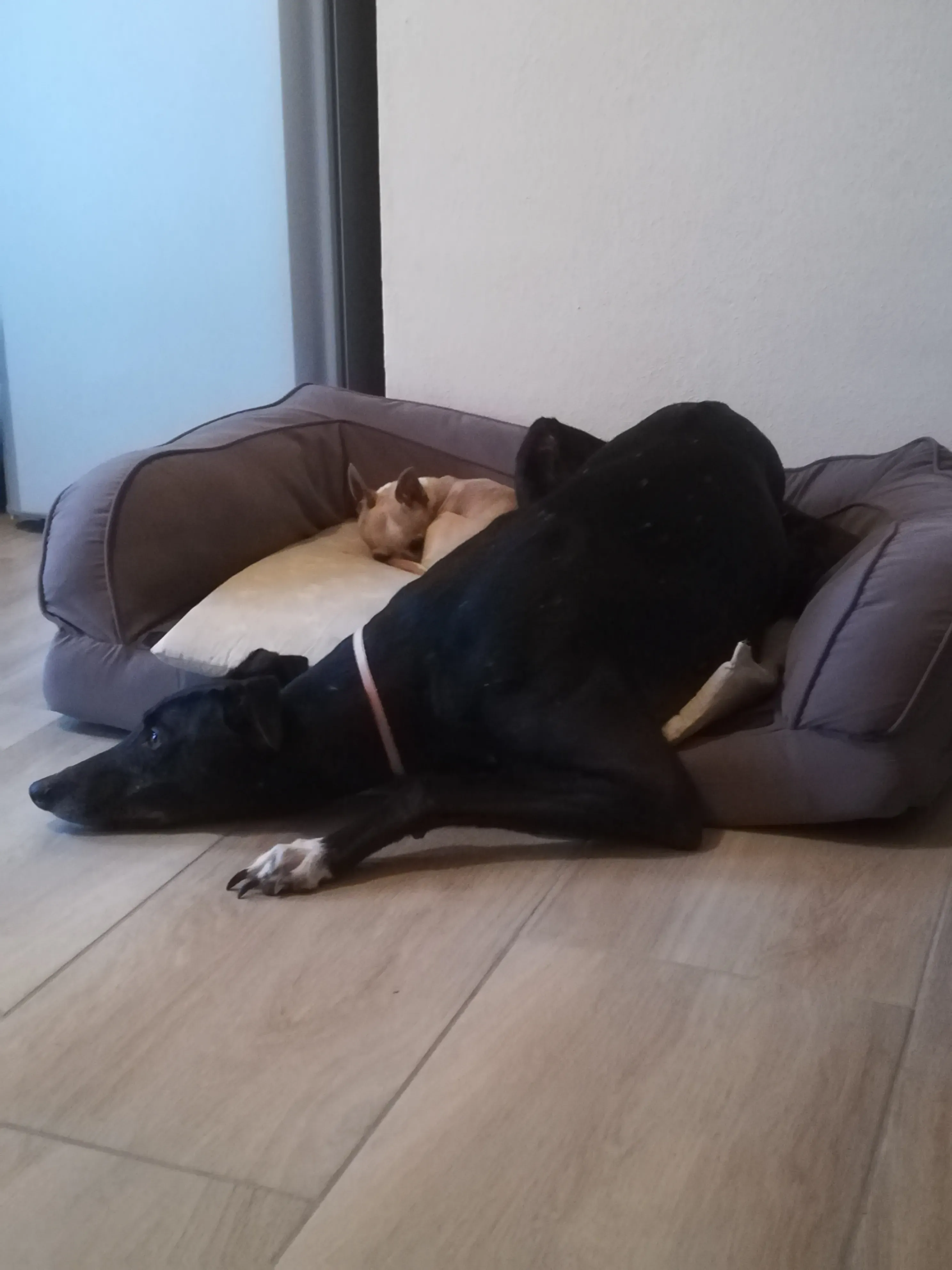 FELICI A CASA DELIA3