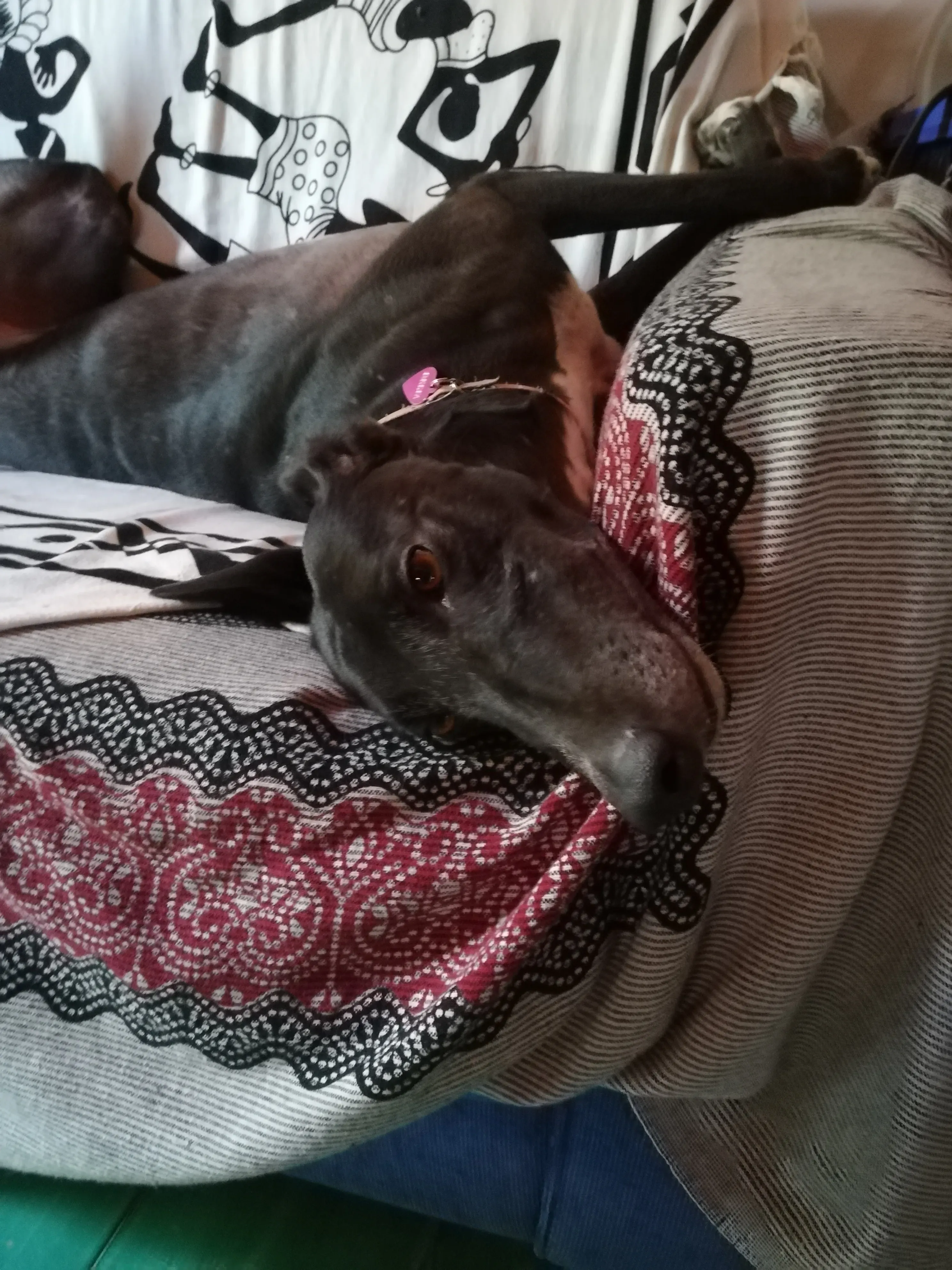 FELICI A CASA DELIA4