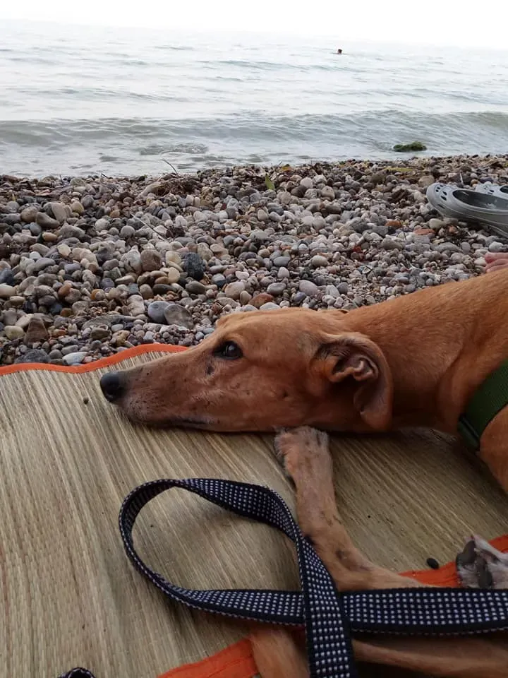 FELICI A CASA ELISABETTA12