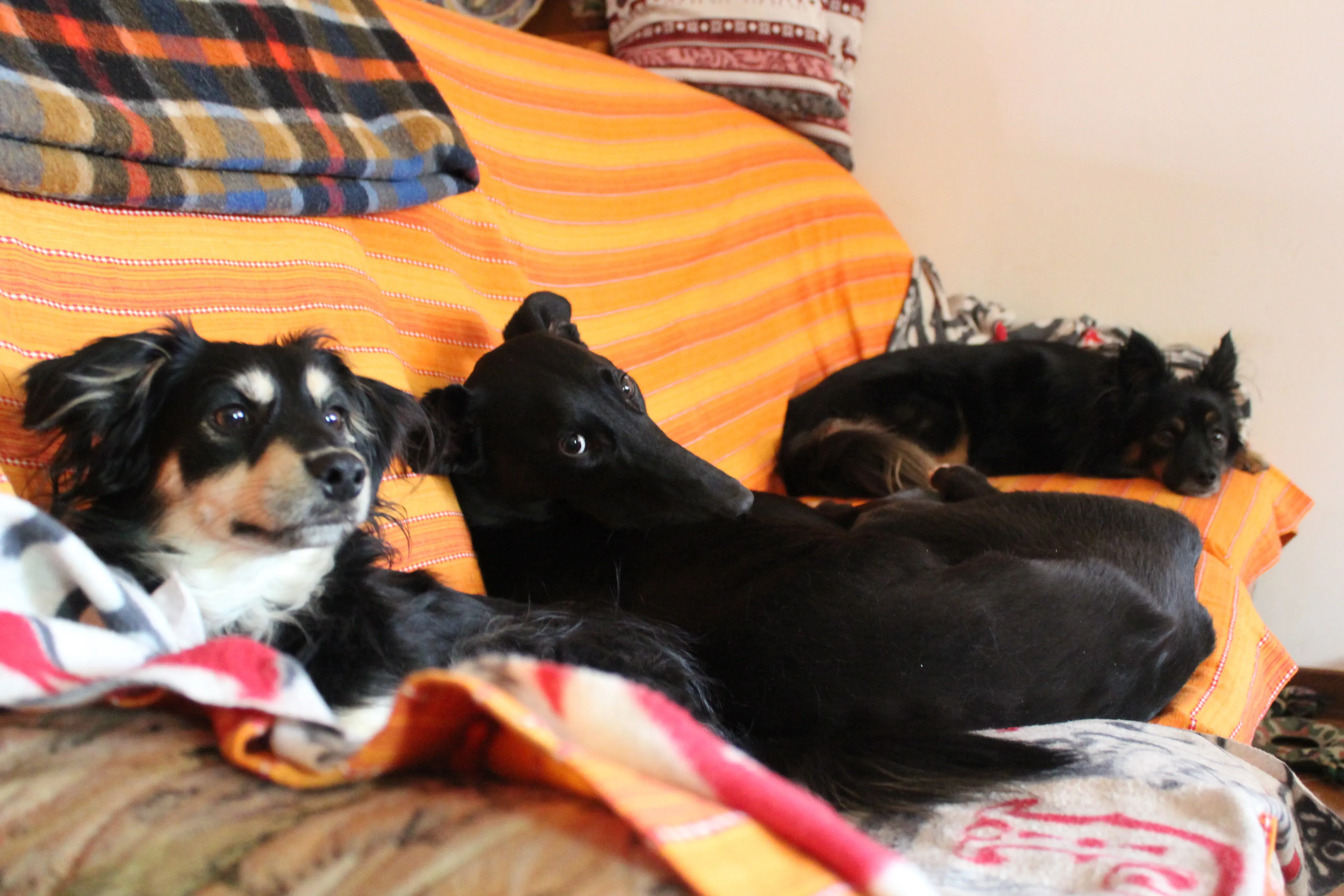 FELICI A CASA ELISABETTA14