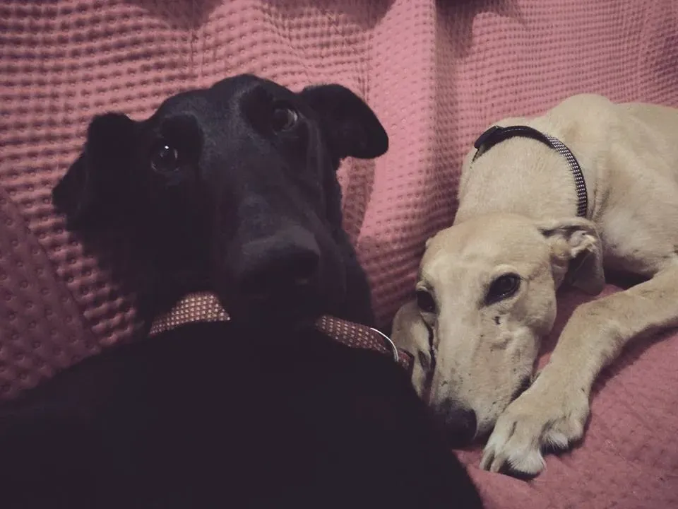 FELICI A CASA ELISABETTA3