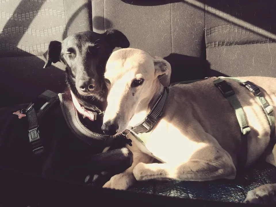 FELICI A CASA ELISABETTA4 1