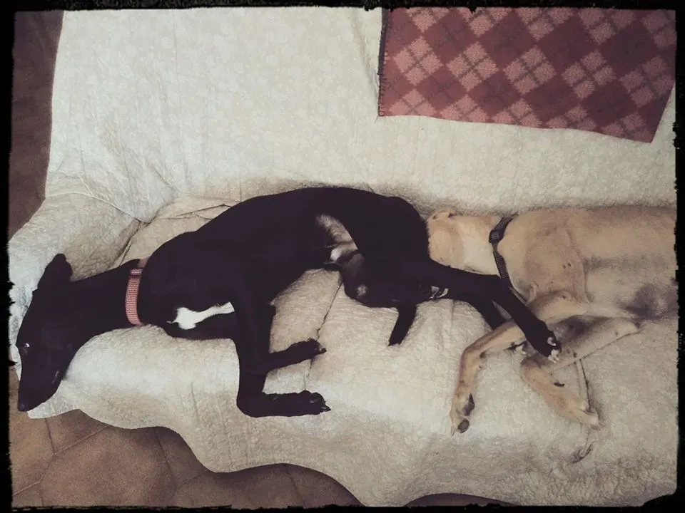 FELICI A CASA ELISABETTA9