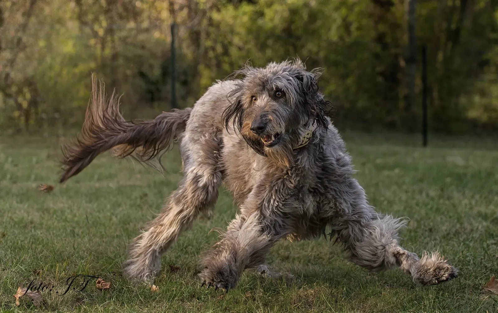 FELICI A CASA ENZO1 1