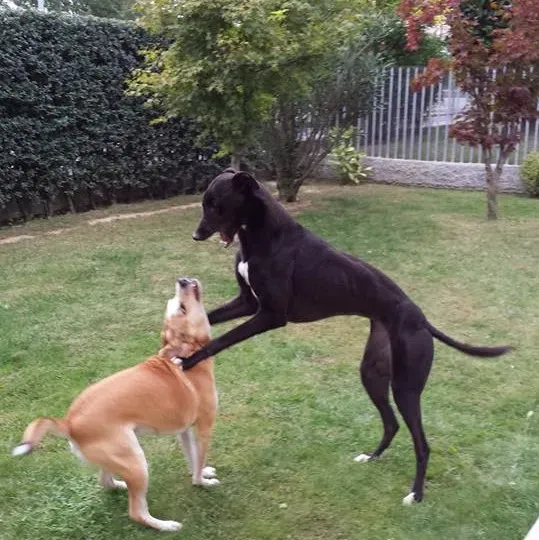 FELICI A CASA GIADA E CAMILLA4 2