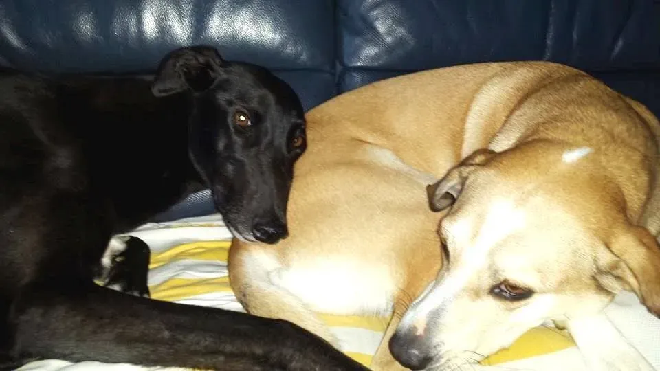 FELICI A CASA GIADA E CAMILLA6