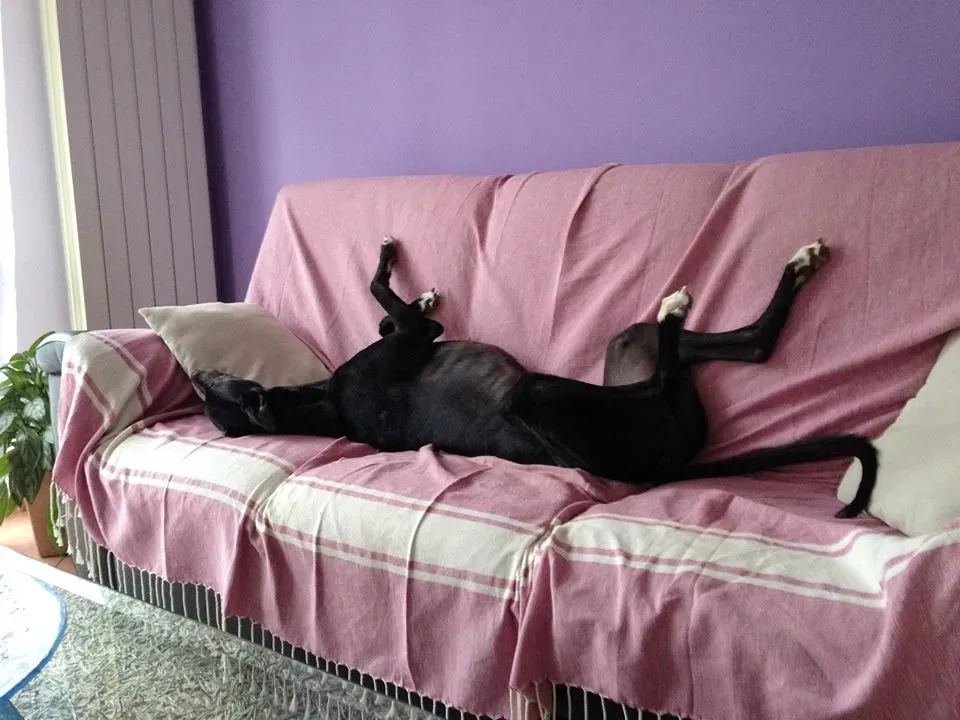 FELICI A CASA GIADA2