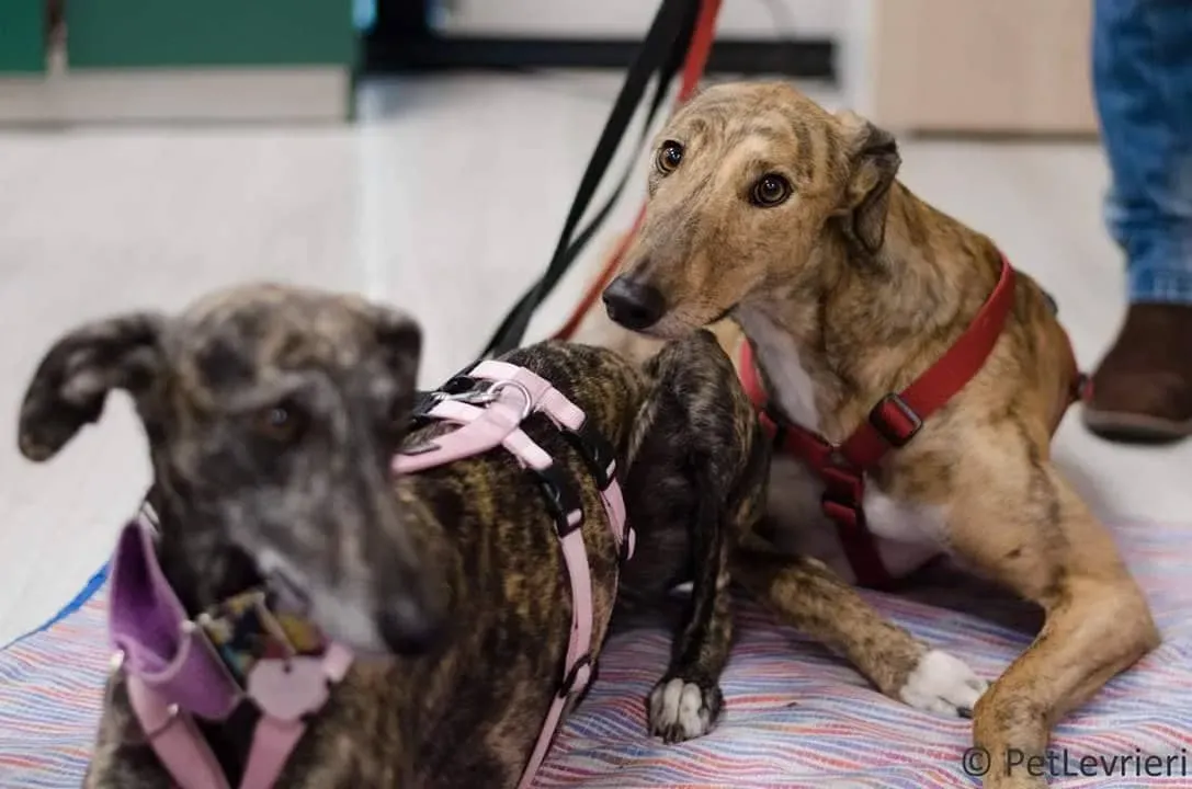 FELICI A CASA JULIAN1