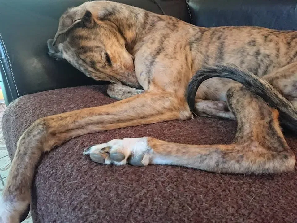 FELICI A CASA JULIAN10 1