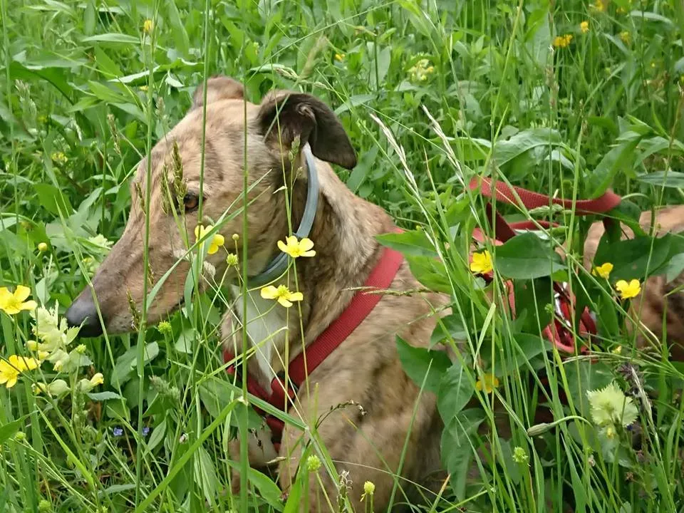 FELICI A CASA JULIAN11