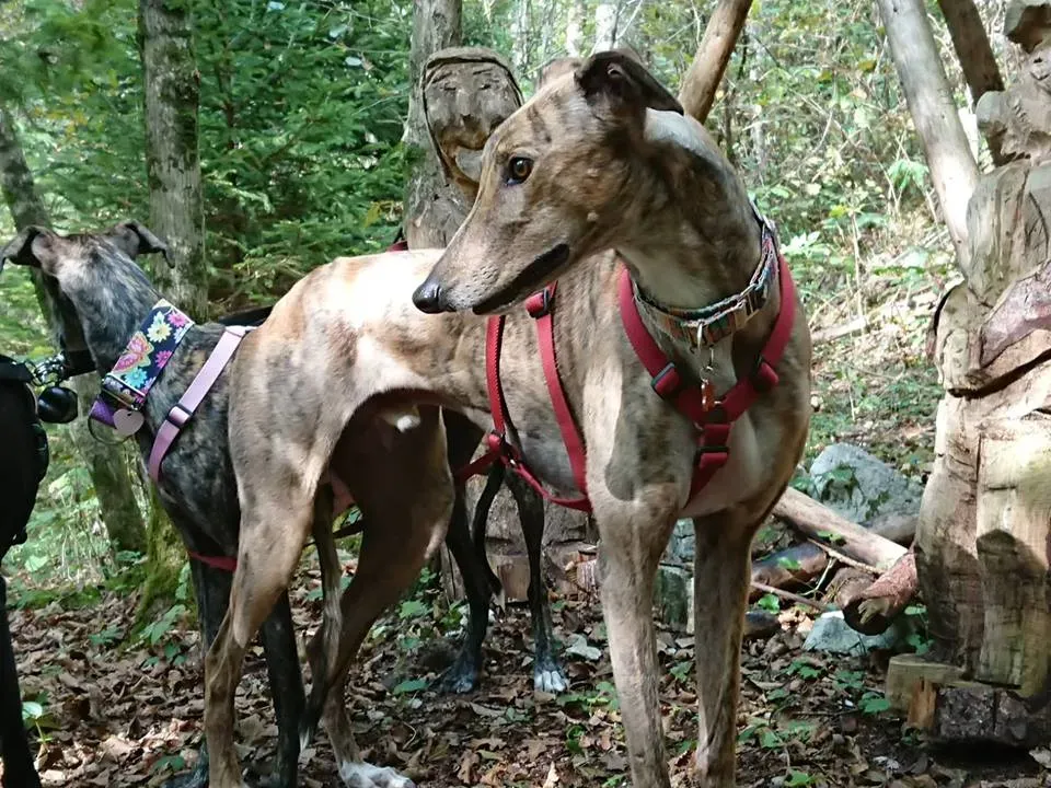 FELICI A CASA JULIAN14