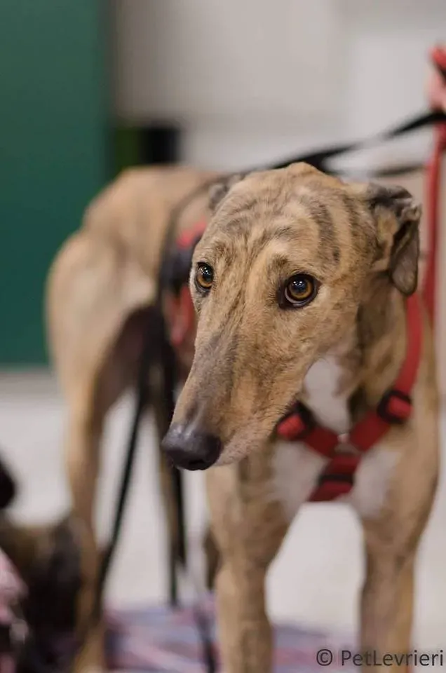 FELICI A CASA JULIAN15