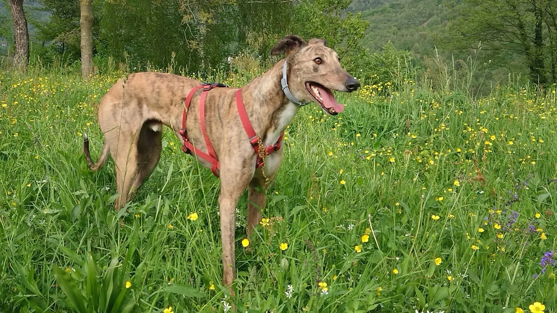 FELICI A CASA JULIAN17