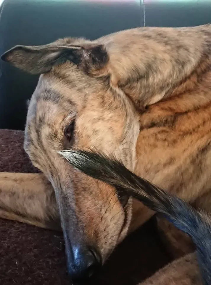 FELICI A CASA JULIAN18