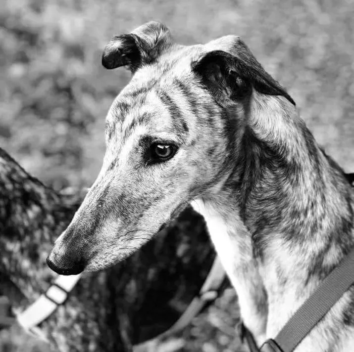 FELICI A CASA JULIAN19