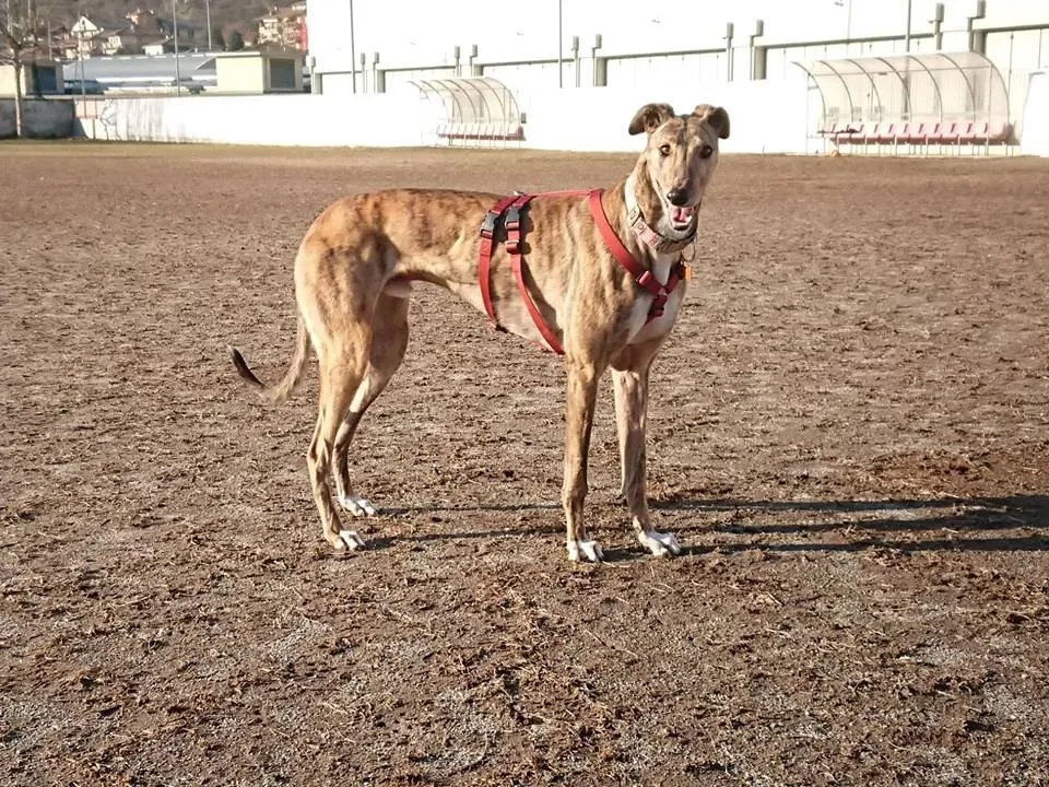 FELICI A CASA JULIAN5