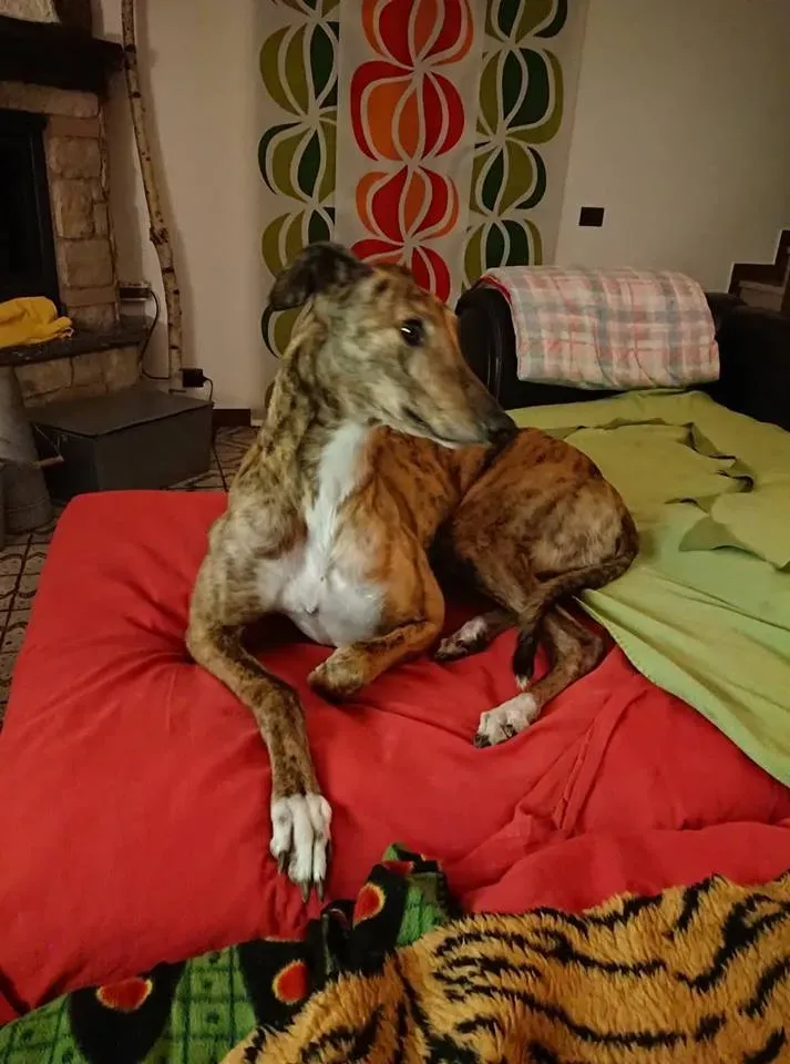 FELICI A CASA JULIAN6