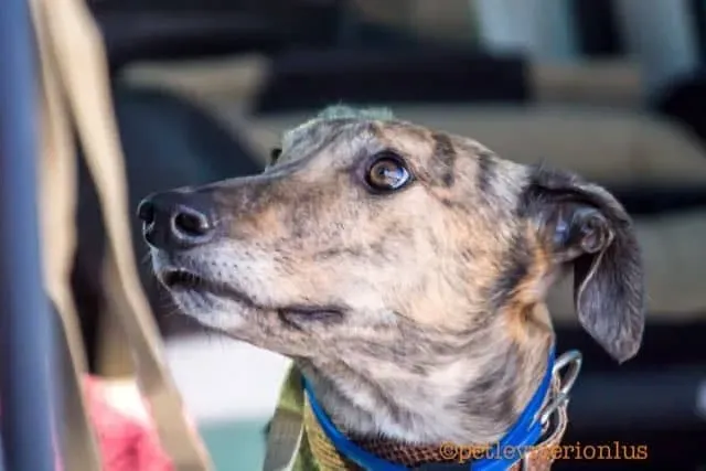 FELICI A CASA JULIAN7