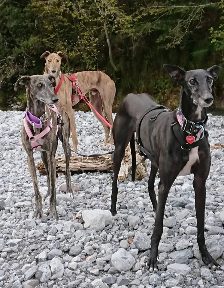 FELICI A CASA JULIAN8