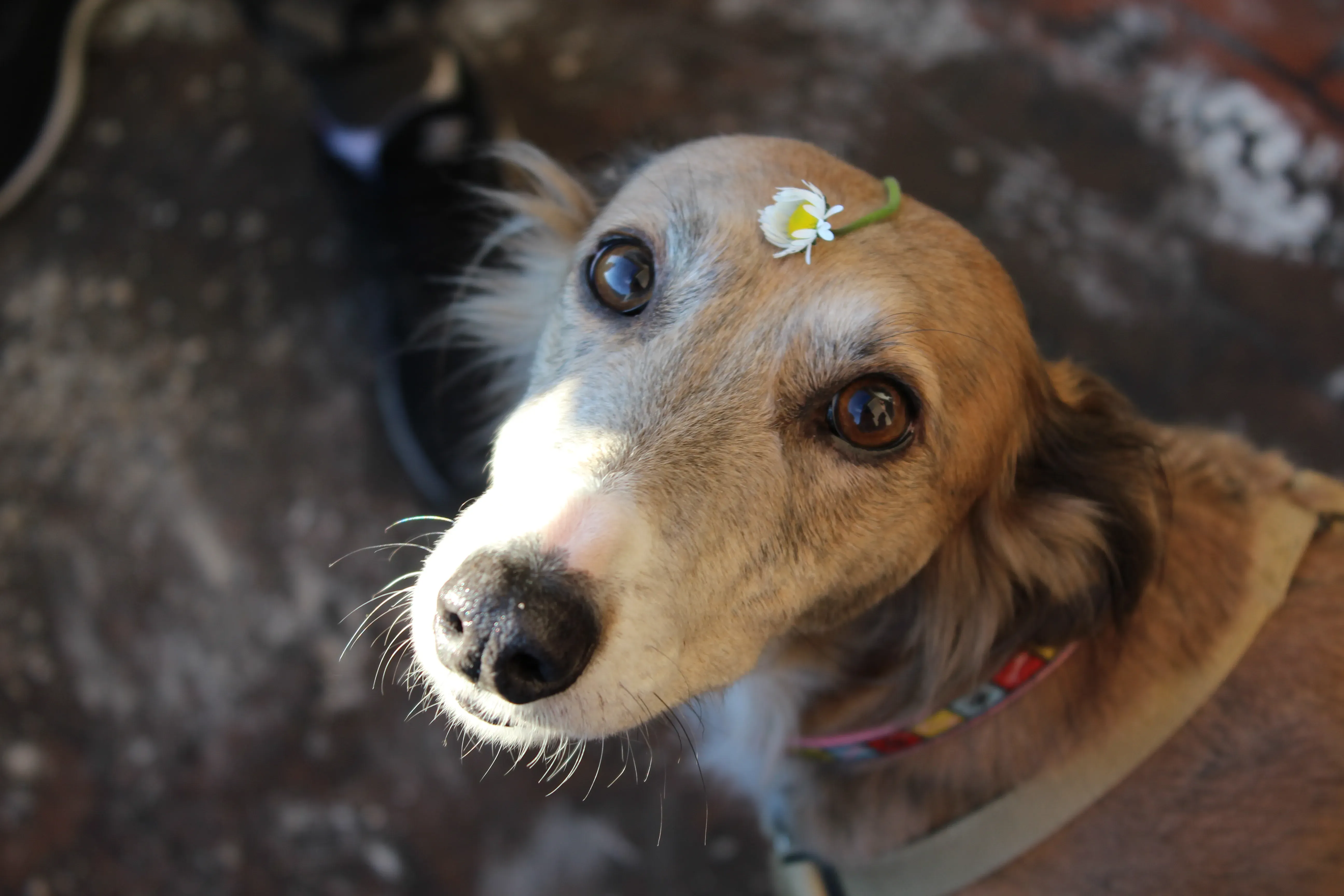 FELICI A CASA KIDA11