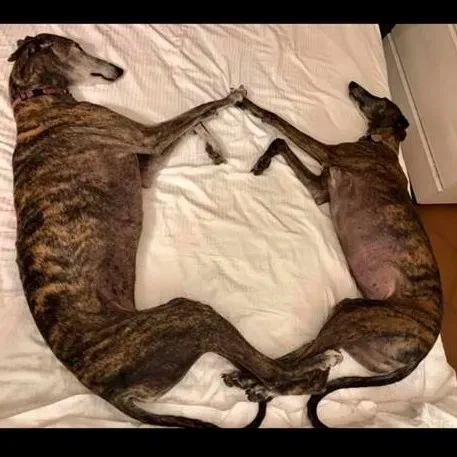 FELICI A CASA MUNECA1