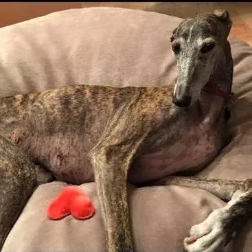 FELICI A CASA MUNECA3