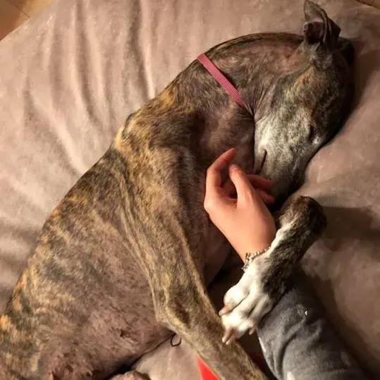 FELICI A CASA MUNECA4