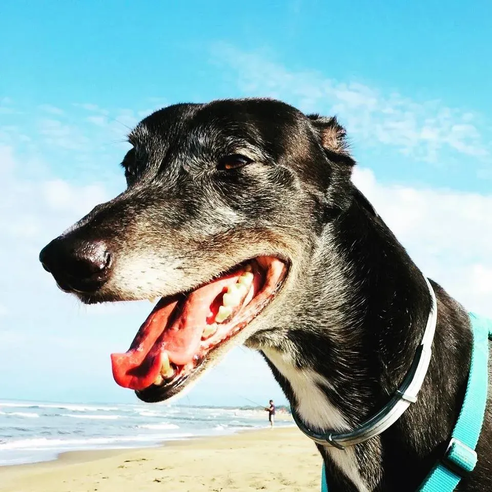 FELICI A CASA MUSIC2