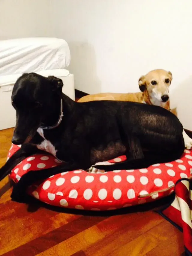 FELICI A CASA MUSIC26