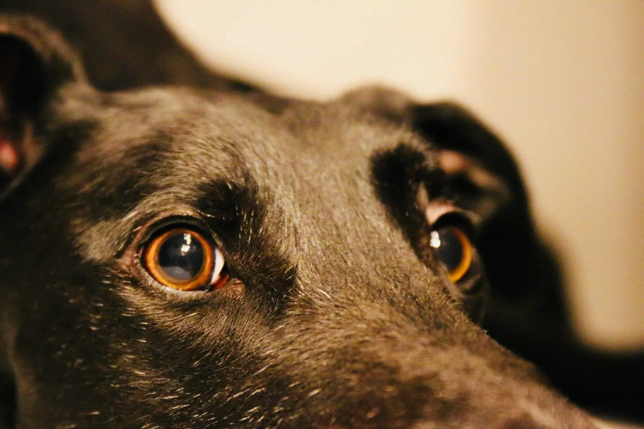 FELICI A CASA MUSIC32