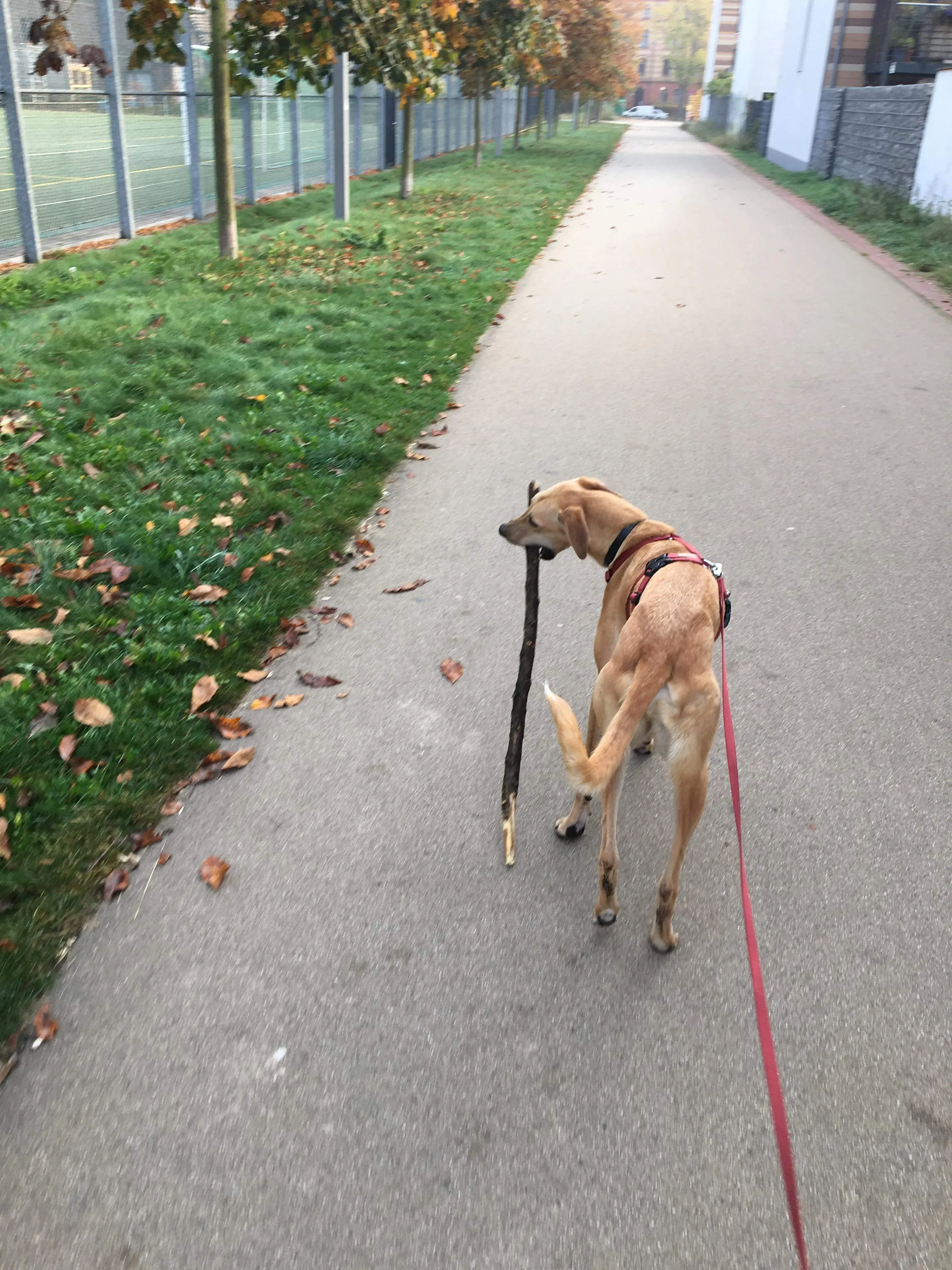 FELICI A CASA PETER 11