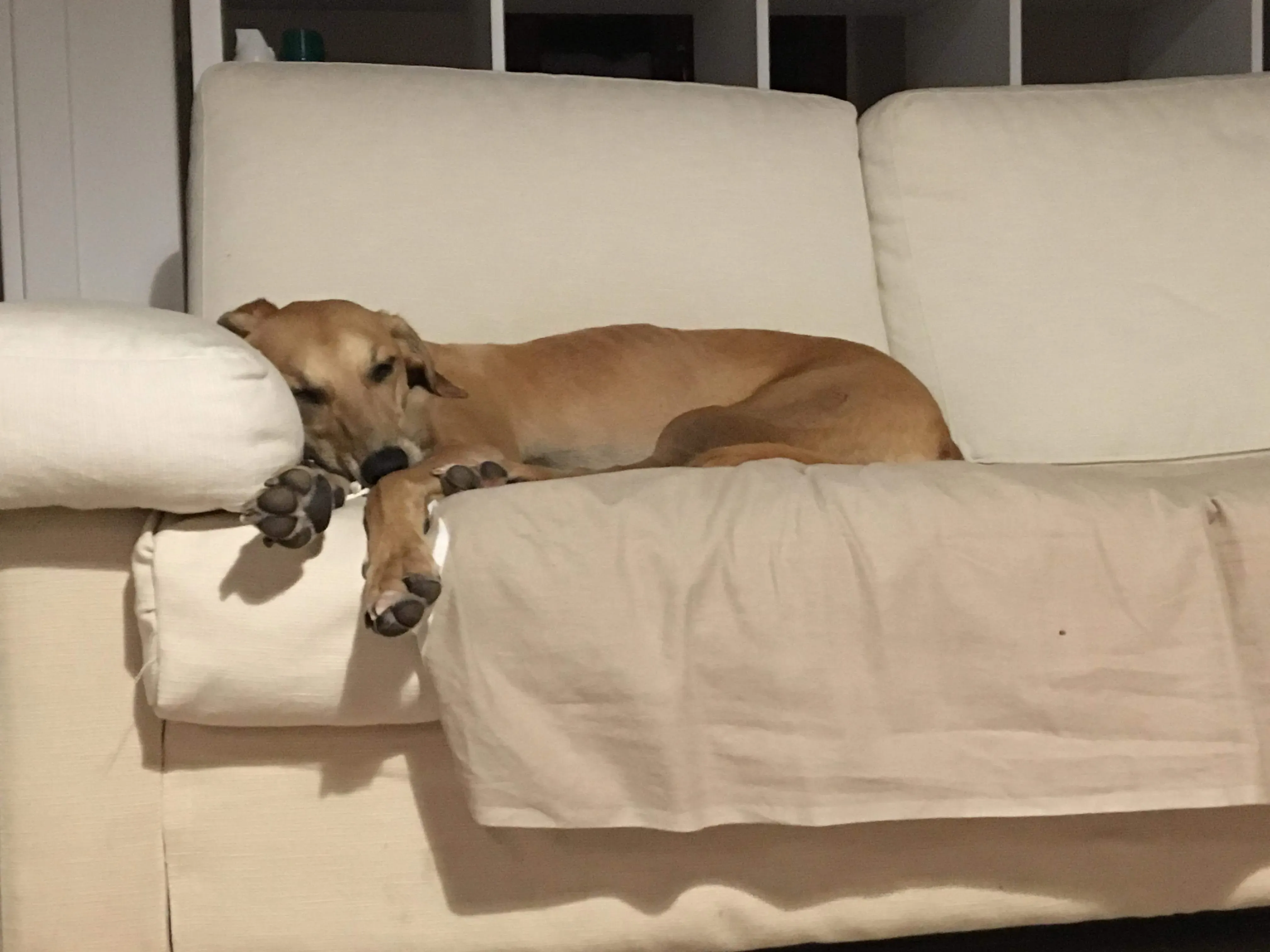 FELICI A CASA PETER 2