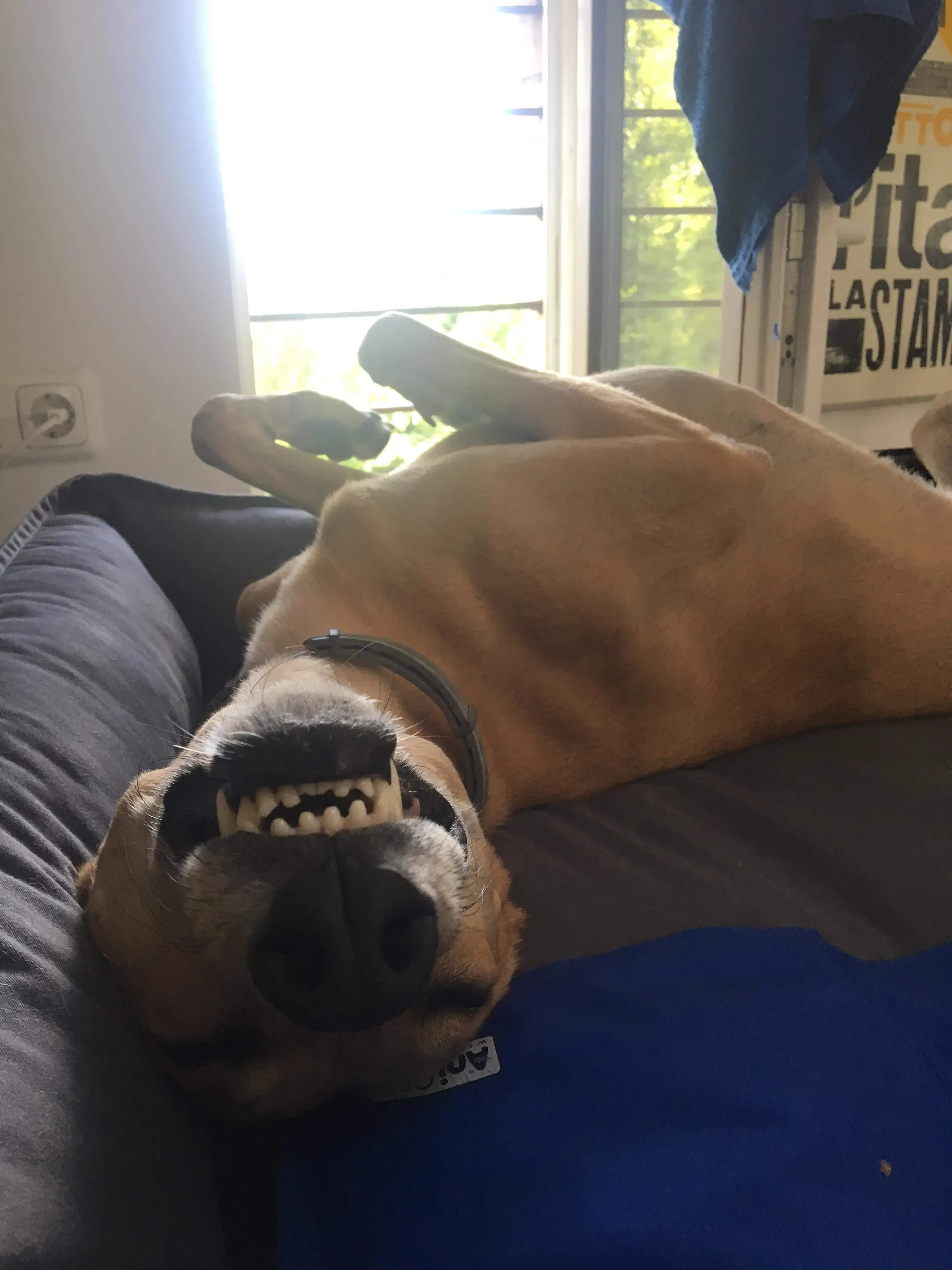 FELICI A CASA PETER 4