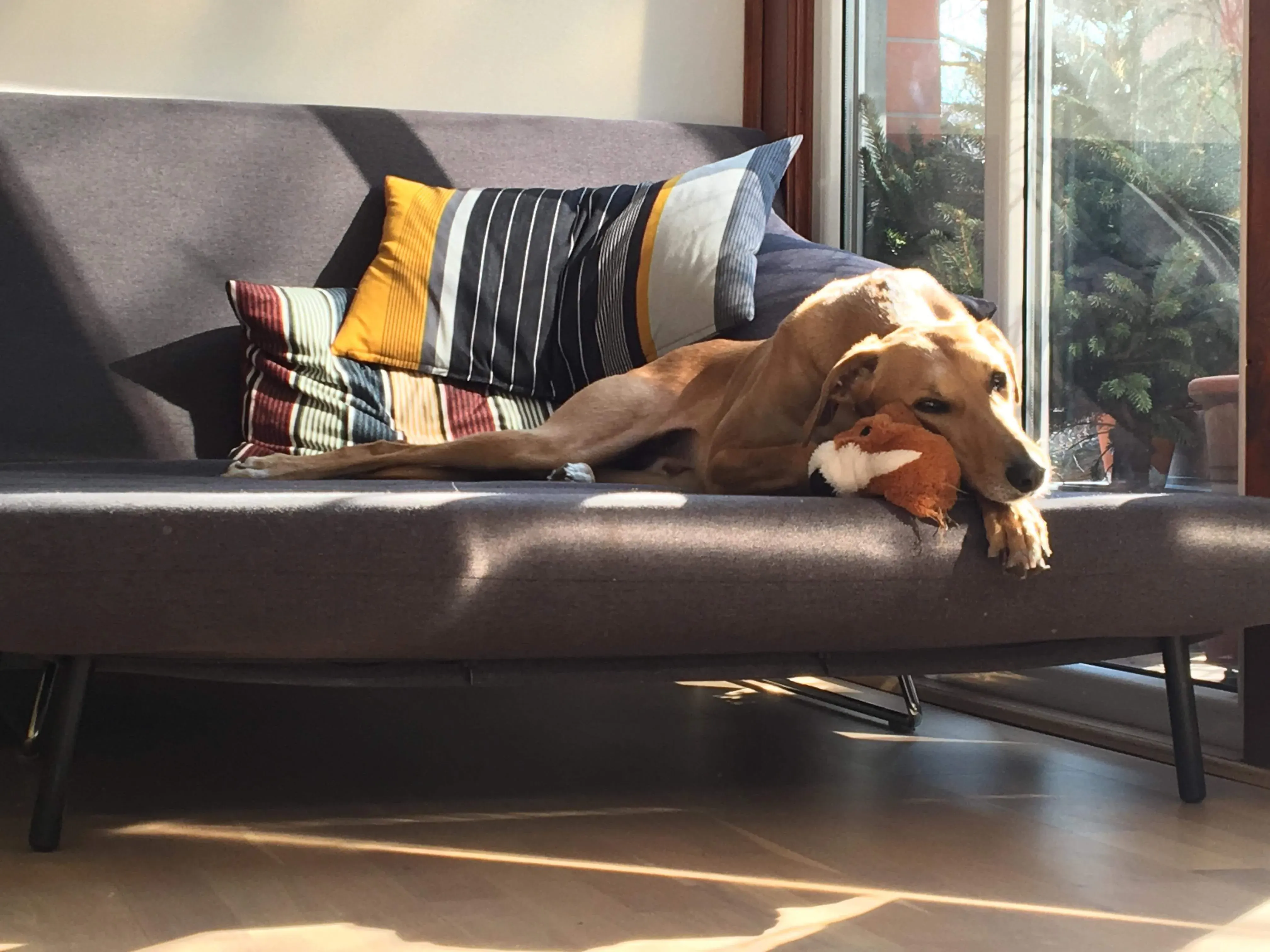 FELICI A CASA PETER 7