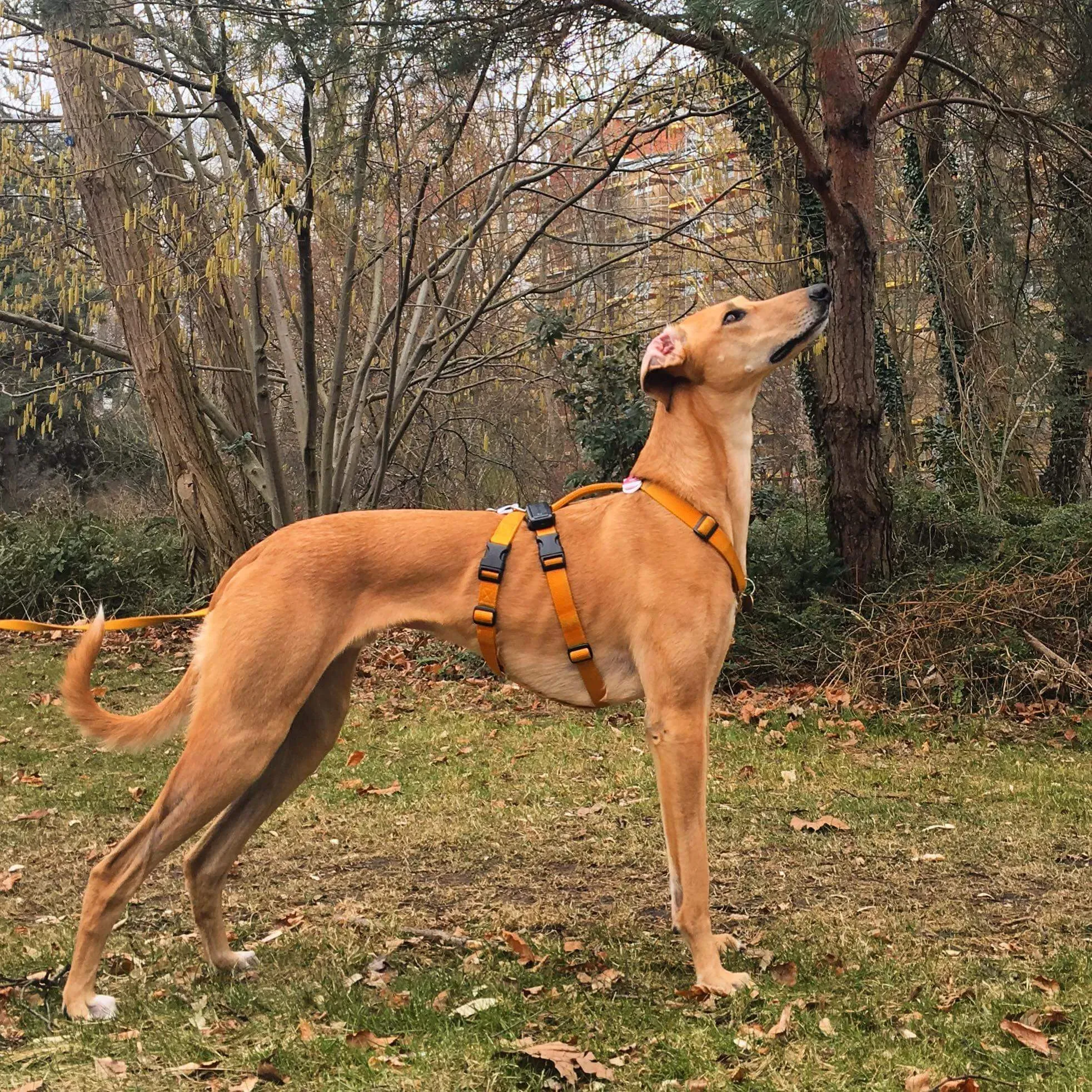 FELICI A CASA PETER5