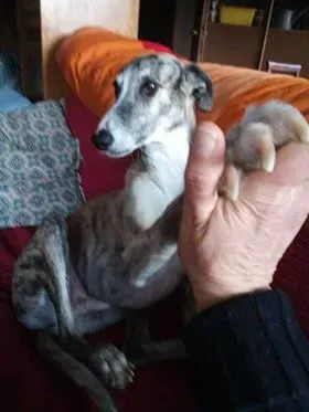 FELICI A CASA RAFAEL