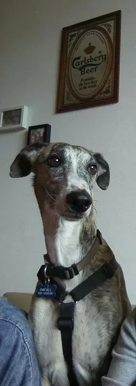 FELICI A CASA RAFAEL3