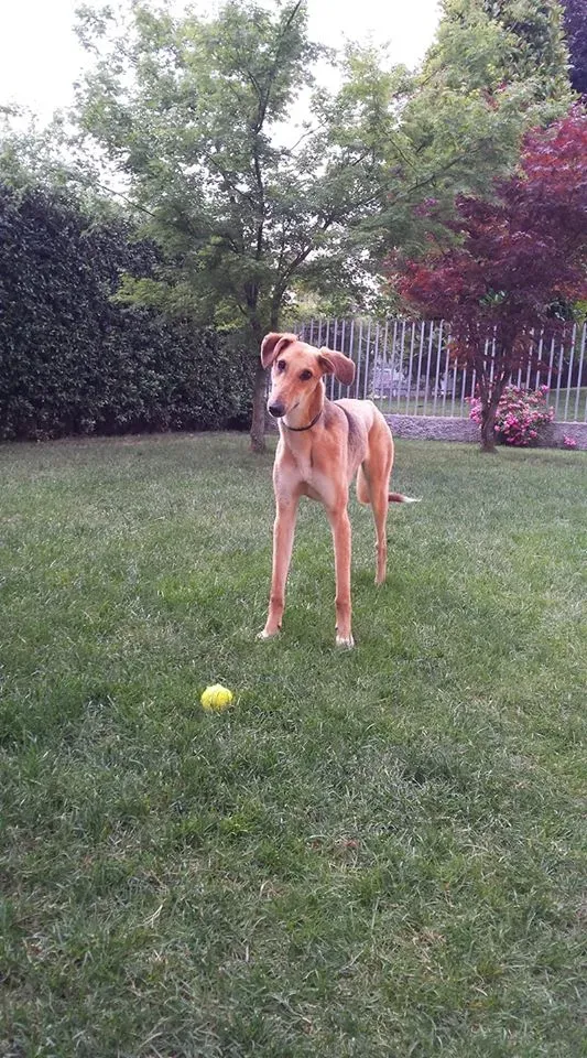 FELICI A CASA STEVE2