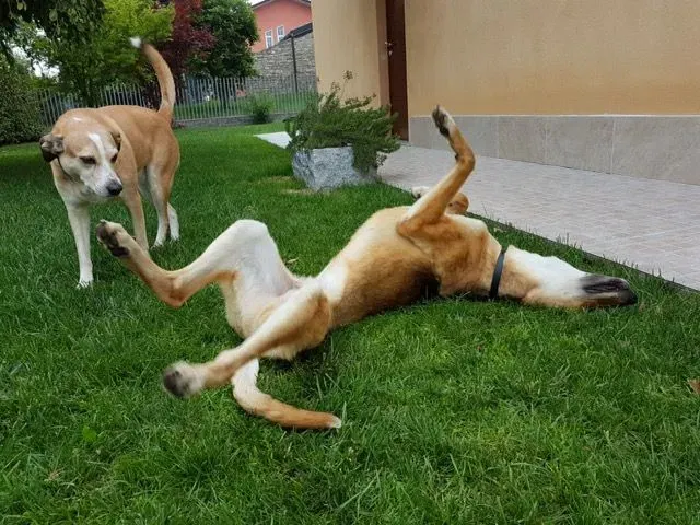 FELICI A CASA STEVE8