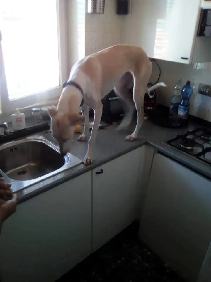 FELICI A CASA TALITA4