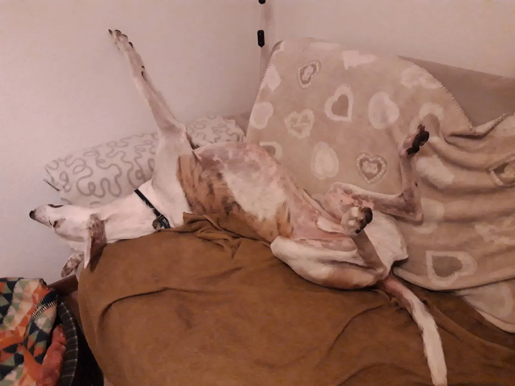 FELICI A CASA VICTOR11