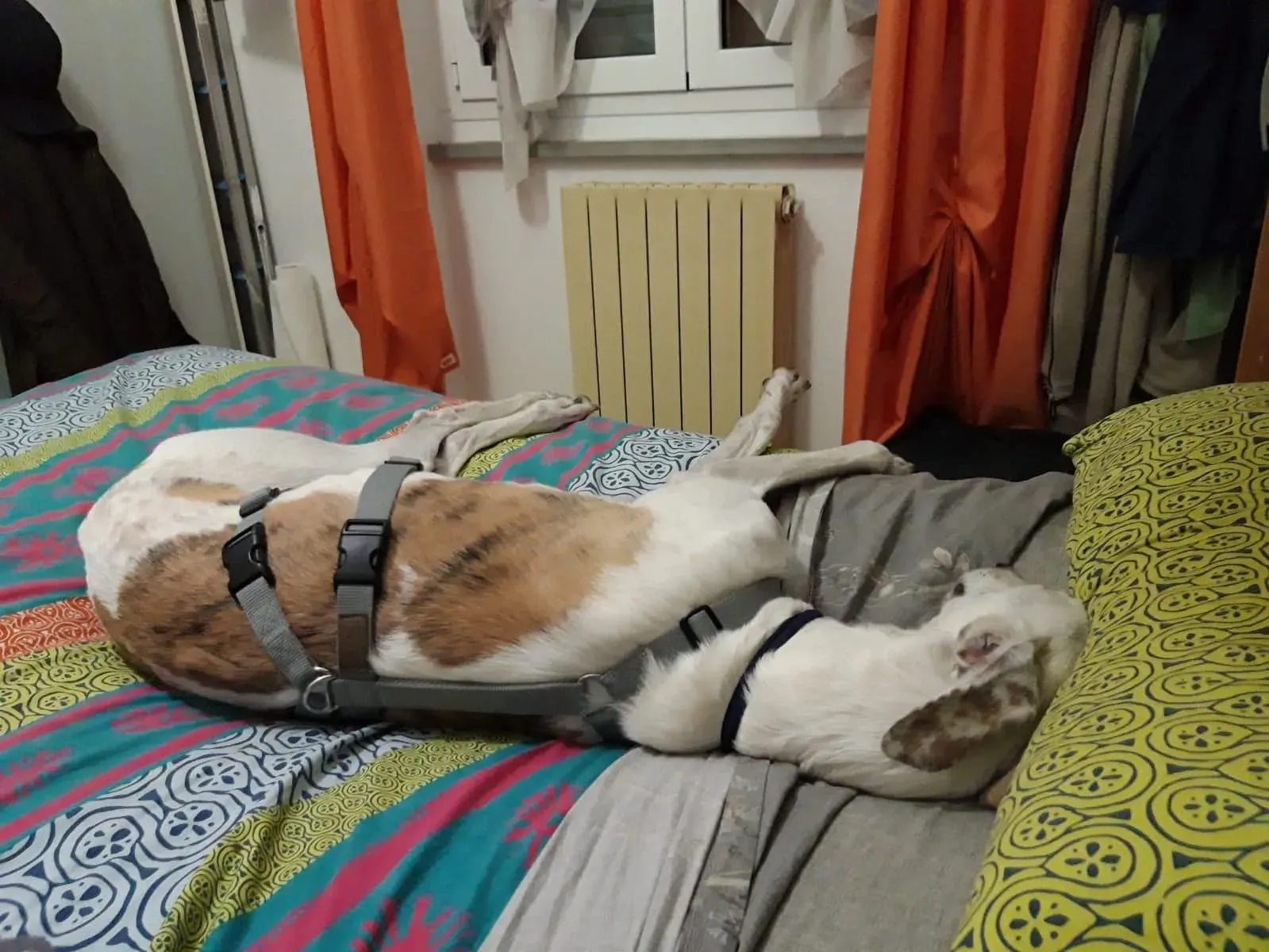 FELICI A CASA VICTOR12