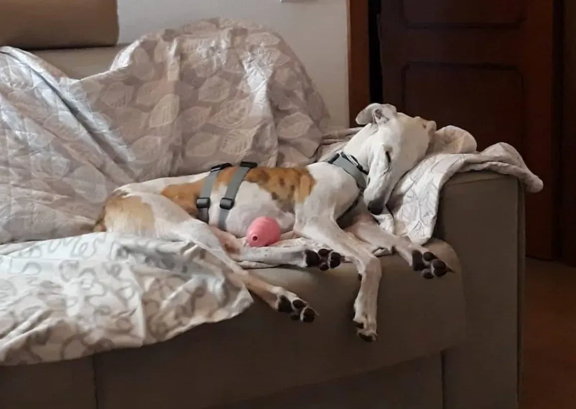 FELICI A CASA VICTOR14