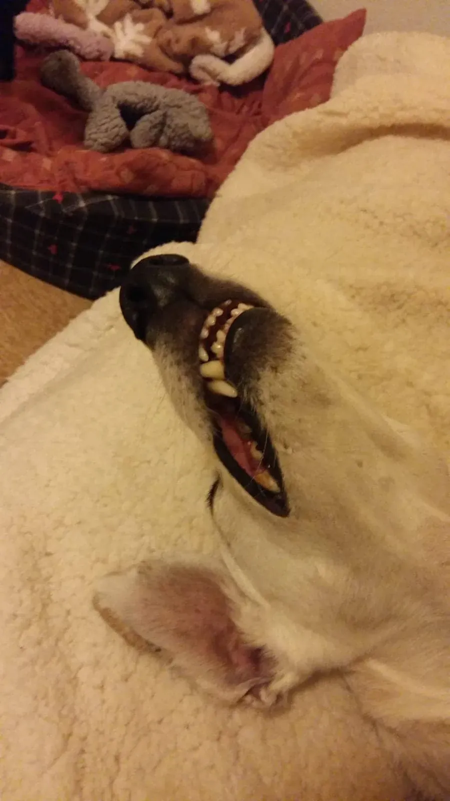 FELICI A CASA VICTOR3