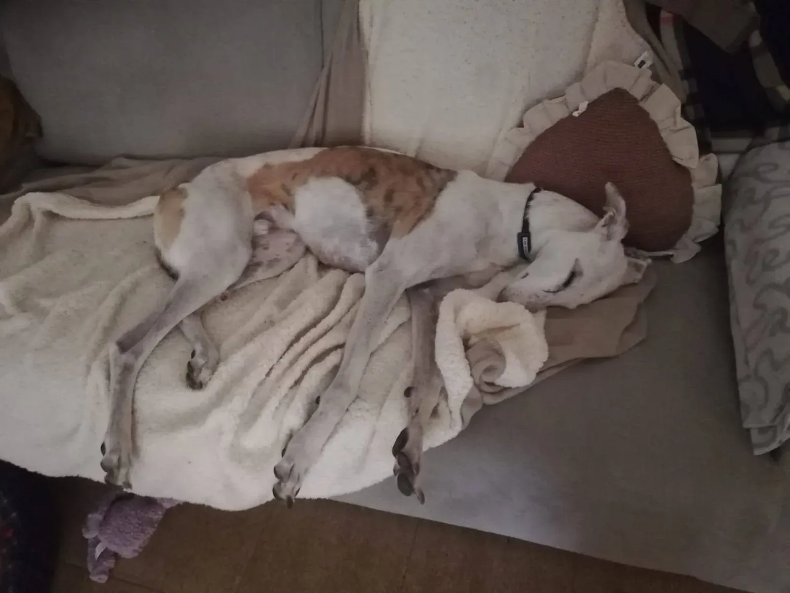 FELICI A CASA VICTOR4