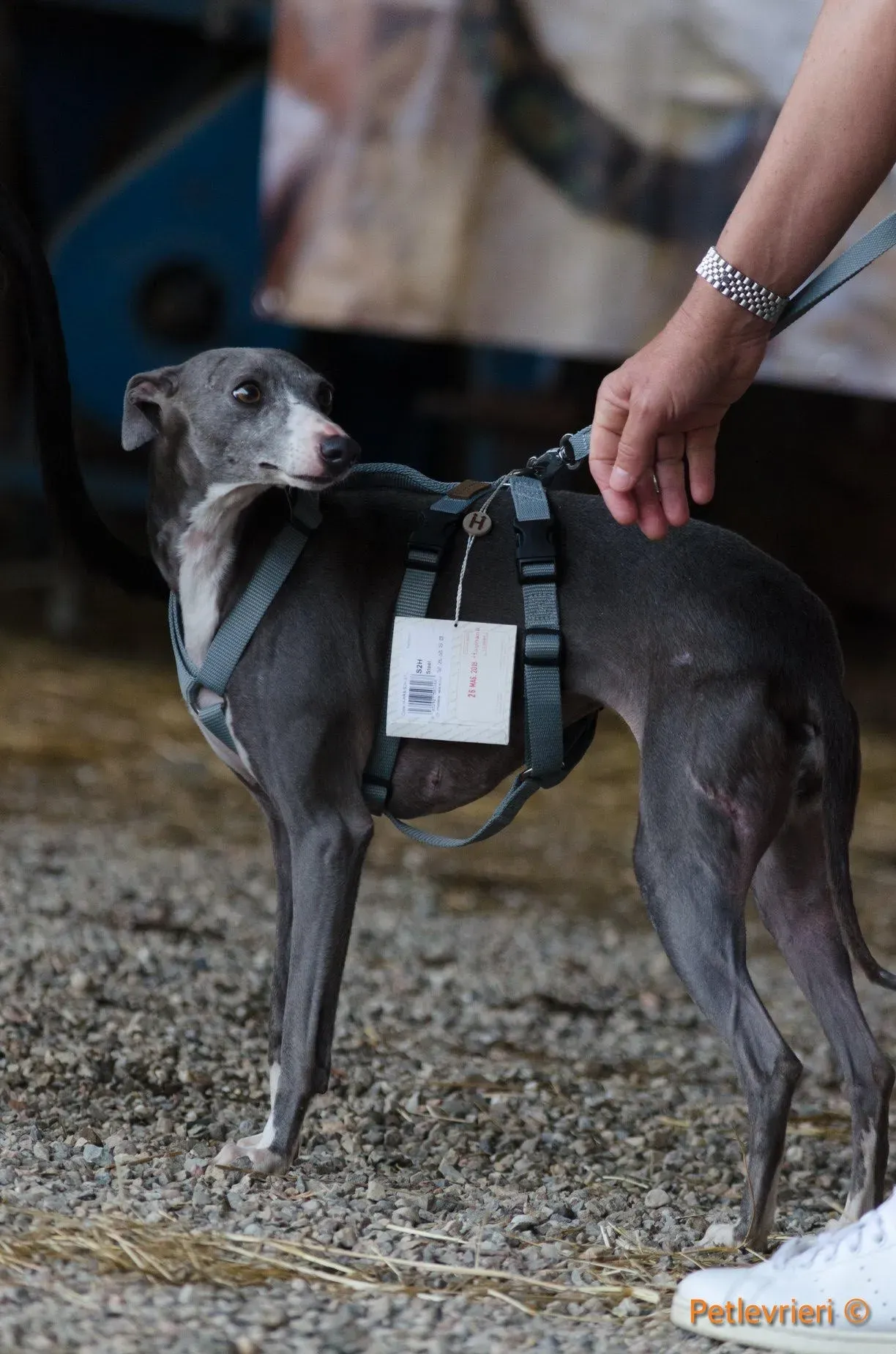 FELICI A CASA WINNIE 1